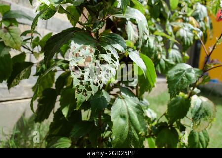 Hibiskuspflanze großes Einzelblatt beschädigt von Schädlingen, Insekten gefressen und gekaut von Raupen Insekten. Pflanze Blattlöcher Krankheiten. Stockfoto