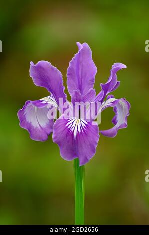 Oregon Iris, auch bekannt als Toughleaf Iris (Iris tenax); Ridgeline Trail, Hult City Park, Eugene, Oregon, USA. Stockfoto