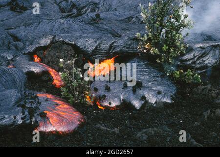 Pahoehoe-Lavafluss aus einer Pu'U O'o-Eruption, der einen älteren A'a-Fluss und Pflanzen im Hawaii Volcanoes National Park auf der Big Island von Hawaii bedeckt. Stockfoto