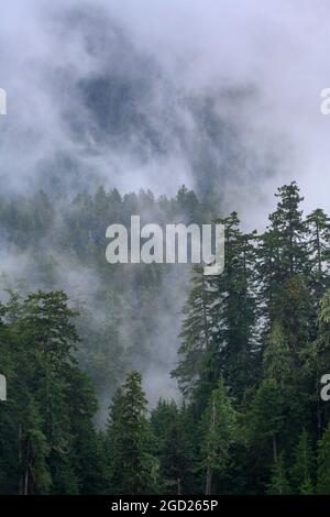 Nebel im Wald über Cummins Creek; Siuslaw National Forest, Central Oregon Coast. Stockfoto