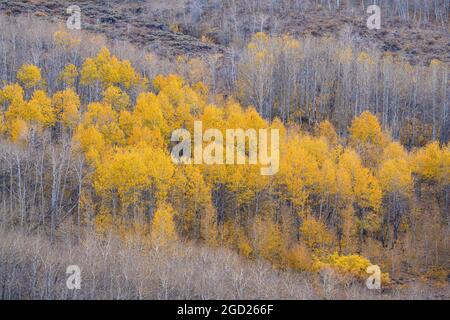 Aspen Trees im Jackman Park am Steens Mountain im Südosten von Oregon. Stockfoto