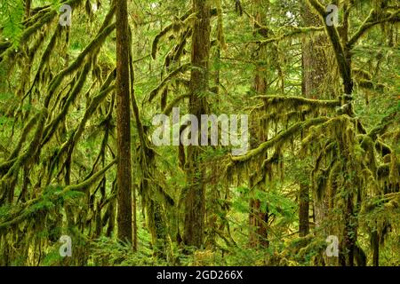 Moosbewachsene Ahorn- und Hemlockbäume; Umpqua National Forest, Oregon. Stockfoto