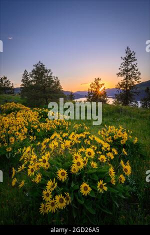 Balsamroot entlang des Mosier Plateau Trail im Columbia River Gorge National Scenic Area, Oregon. Stockfoto