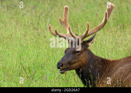 Bullenelch mit Samtgeweih im Prairie Creek Redwoods State Park in Nordkalifornien. Stockfoto