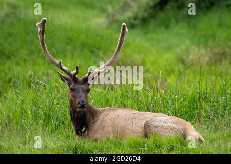 Roosevelt Elk Bull im Dean Creek Elk Aussichtbereich in der Nähe von Reedsport, Oregon. Stockfoto