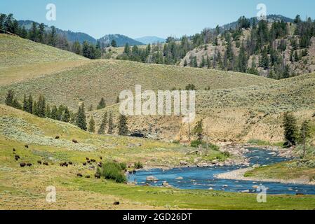 Bison und Fischer im Lamar Valley, Yellowstone National Park. Stockfoto