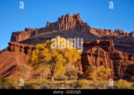 Die Sandsteinfelsen des Schlosses und der Freemont Cottonwood Baum in Herbstfarbe im Capitol Reef National Park, Utah. Stockfoto