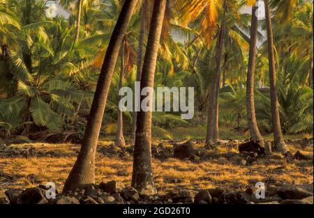 Kokosnusspalmen-Baumhain im Puuhonua O Honaunau National Historical Park auf der Big Island von Hawaii. Stockfoto