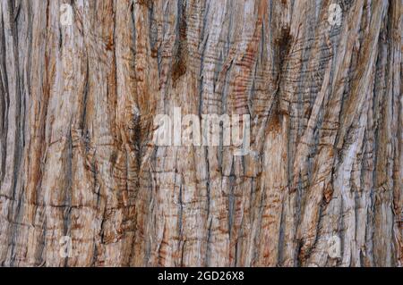 Juniper Tree Bark; Juniper Point, Big Bear Lake, Kalifornien Stockfoto