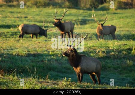 Roosevelt Elk Bullen im Dean Creek Elk Aussichtgebiet in der Nähe von Reedsport in Douglas County, Oregon. Stockfoto