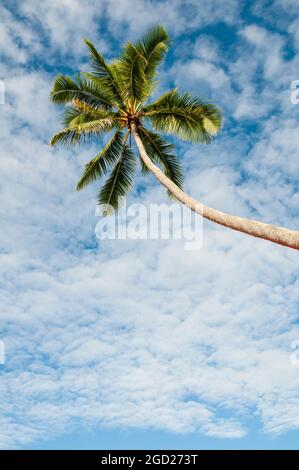Kokospalme, Wolken im blauen Himmel; Coral Coast, Fidschi. Stockfoto