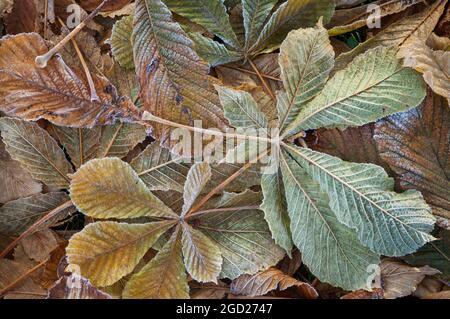 Pferd Chestnut Baum geht im Herbst mit frühmorgendlichen Frost auf Grund. Stockfoto