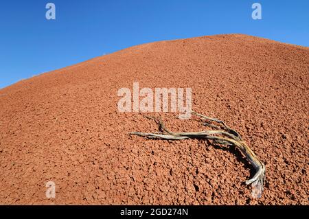 Vulkanische Asche und toter Wacholderbaum Branch; Cove Trail at Painted Hills, John Day Fossil Beds National Monument, Oregon. Stockfoto