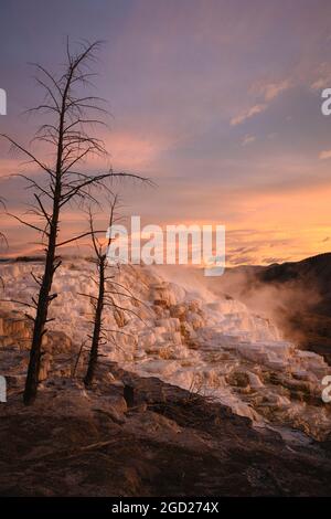 Kanarischen Frühling Travertin Formationen bei Sonnenaufgang, Obere Mammut Terrassen, Yellowstone National Park, Wyoming, USA. Stockfoto