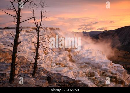 Kanarischen Frühling Travertin Formationen bei Sonnenaufgang, Obere Mammut Terrassen, Yellowstone National Park, Wyoming, USA. Stockfoto