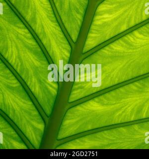 Colomo Hoja Elegante (Elegant Leaf Colomo, AKA Arrowleaf Elephant's Ear) im Marival Armony Resort, Riviera Nayarit, Mexiko. Stockfoto