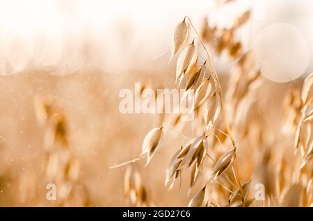 Goldene Haferohren auf dem Feld bei Sonnenuntergang. Getreidekultur. Gesunde Ernährung. Natur Stockfoto