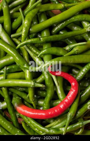 Eine reife rote Pusa Jwala Chili in einer Schüssel voller grüner Chilischoten. Stockfoto