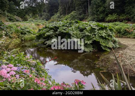 Gunnera manicata wächst im Mallard Pond in den üppigen subtropischen Küstengärten von Trebah Gardens in Cornwall. Stockfoto