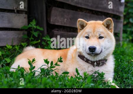 Ein Shiba Inu Welpe liegt im Gras in der Nähe eines alten Holzschuppens. Nahaufnahme. Platz für Text. Stockfoto