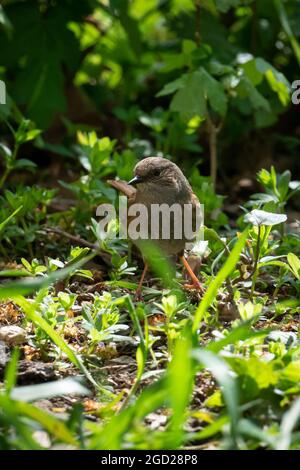 Dunnock im Unterholz im Garten. Stockfoto