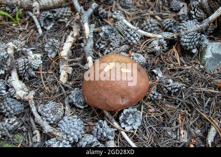 Pilz mit Critter Bites Stockfoto