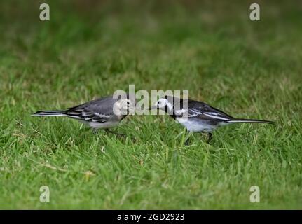 Eine ausgewachsene Bachstelze, Motacilla alba yarrellii, füttert ein Jungtier mit Wurm, Mull, Schottland Stockfoto