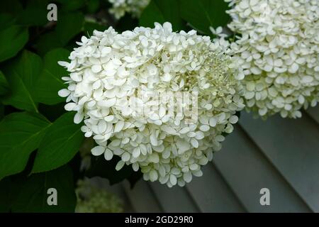 Weiße Hortensienblüte, kultivierter Strauch, Natur, Nahaufnahme, Hortensia paniculata, Grandiflora, kegelförmige Blüte Stockfoto