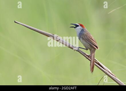 Kastanienhackler. Kastanienhackler ist ein Singvögel der Familie Timaliidae. Stockfoto