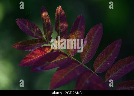 Der Atem des Herbstes. Rote Blätter von Bergasche Nahaufnahme auf dem Hintergrund der noch grünen Blätter. Stockfoto