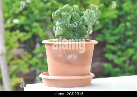 Euphorbia​ Lactea​ Cristata, Eforbia neriifolia oder Eforbia lactea oder Eforbia lactea Haw Stockfoto