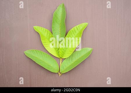 Nahaufnahme von reifen grünen Guava-Blättern auf einer hölzernen Oberfläche Stockfoto