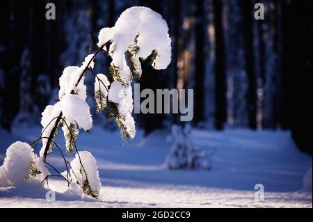 Winterwald. Junge Schottenkiefer (Pinus sylvestris) mit Schnee bedeckt. Stockfoto