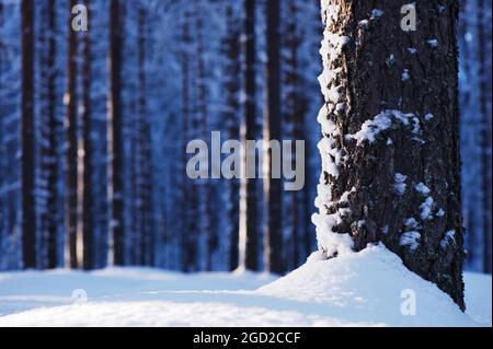 Nahaufnahme von Kiefernstämmen im Winterwald. Konzentrieren Sie sich auf den Baumstamm. Stockfoto
