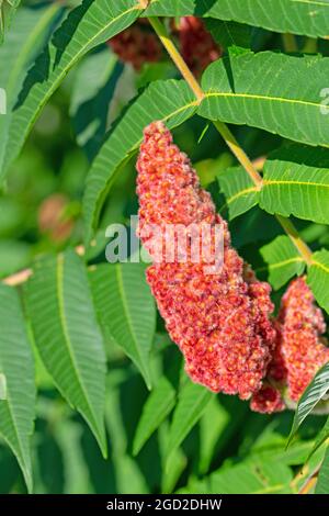 Blüte aus dem Essigbaum, Rhus typhina L. Stockfoto