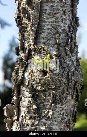 Neues Wachstum auf Baumstamm Stockfoto