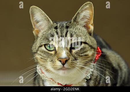 Niedliche tabby Katze, liegend direkt in Richtung der Kamera. Enge Ernte vor dunkelgrünem Hintergrund bei natürlichem Licht Stockfoto