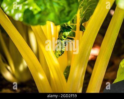 Swiss Chard Yellow Chard 'BRIGHT LIGHTS' Beta vulgaris (Leaf Beet Group) 'Bright Lights'. Schweizer Chard. Jährlich. Amaranthaceae. Sommersonne, Stockfoto