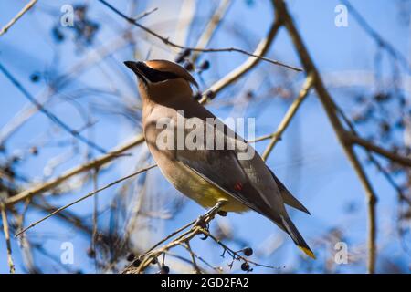 Ceder-Wachsflügelvögel thronten hoch oben auf einem Ast voller Beeren und posierten an einem hellen sonnigen Tag im Spätwinter aus der Nähe Stockfoto