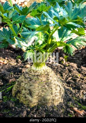 Sellerie (Apium graveolens rapaceum) Wurzelgemüse, die in einem herbstlichen, sonnendurchfluteten Gemüsegarten in der Küche wächst Stockfoto