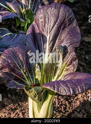 Pak Choi "Chinakohl" rot, ein perfektes Beispiel im späten Texturierte herbstliche Sonne in einer Küche Garten UK wachsende Stockfoto