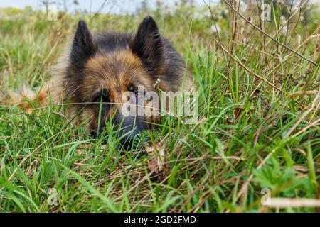 deutscher Schäferhund liegt im Gras. Trauriger Hund, der die Kamera anschaut. Stockfoto