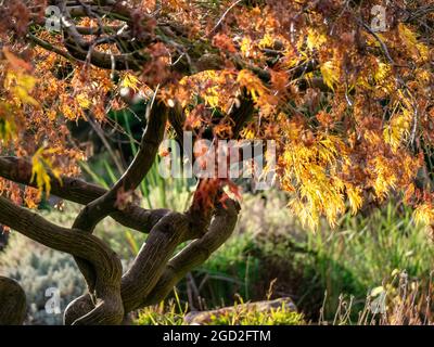 Acer palmatum var.dissectum dissectum Viride Group Japanses Acer Maple hinterleuchtet mit Spätherbst Farbe Stockfoto