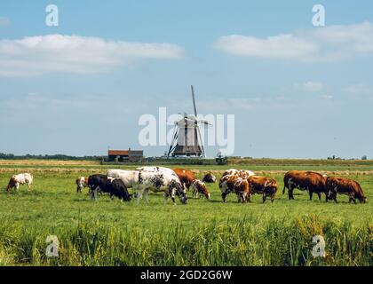 Kühe grasen mit einer klassischen holländischen Windmühle auf dem Hintergrund in Aarlanderveen, Niederlande - typisch holländische Landschaftsszene Stockfoto