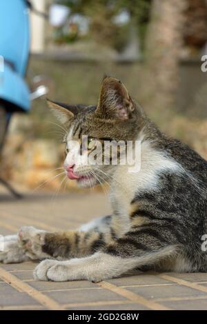 Porträt einer jungen grauen gestromten Kurzhaarkatze, europäischer Hauskatze, Stockfoto