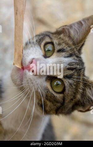 Porträt einer jungen grauen gestromten Kurzhaarkatze, europäischer Hauskatze, Stockfoto