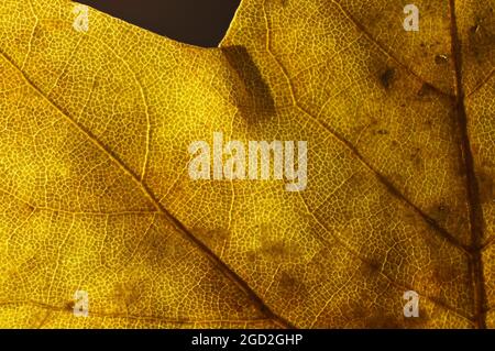 Horizontale Aufnahme eines Herbstblattes mit schwarzem Hintergrund. Stockfoto