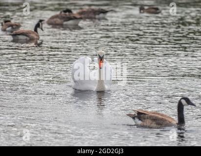 Schwan patrouilliert Gebiet von Kanada Gänse, Teifi Marshes, Wales Stockfoto