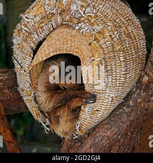 Faultiere, die in einem Korb schlafen, sind eine Gruppe arborealer Neototropischer xenarthran-Säugetiere Stockfoto