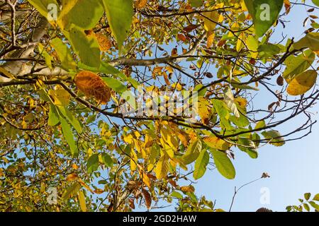 Walnussbaum, Juglans regia, im Herbst Stockfoto